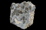 Ammonite (Promicroceras) Cluster - Marston Magna, England #176367-2